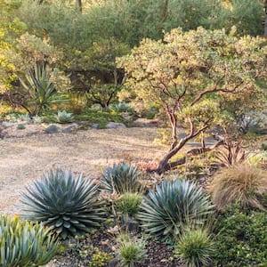 View of drought resistant garden