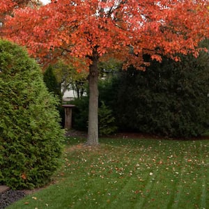 A beautiful backyard with colorful trees in autumn