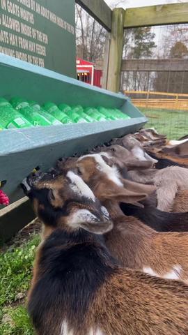 On today’s episode of 17 kids and counting… #fyp #viral #babygoat #bottlefeeding