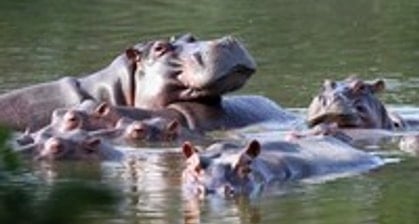 Colombia Tries A New Solution For Pablo Escobar's 'Cocaine Hippos'