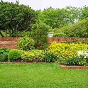 lush green grass in garden