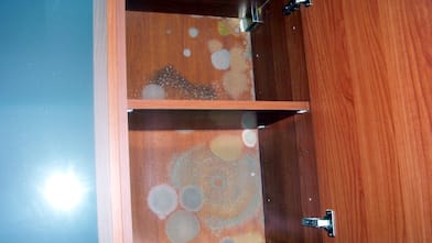 circles of mold growth in wood cabinets