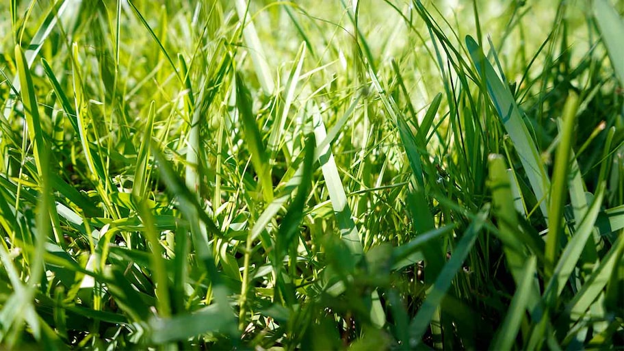  low shot of st. augustine grass in yard  