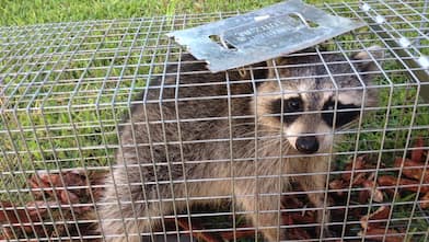 raccoon in wildlife control cage