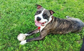 happy pit bull with ball on lawn