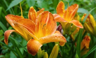 orange daylilies