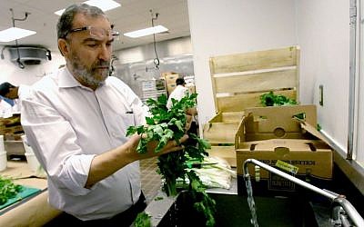 In this April 18, 2016 photo, Rabbi Raphael Berdugo checks parsley for insects as part of the preparation for the Passover holiday at the Waldorf Astoria resort at Disney World in Orlando, Fla. (AP Photo/John Raoux)