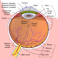 Schematic diagram of the human eye en.svg