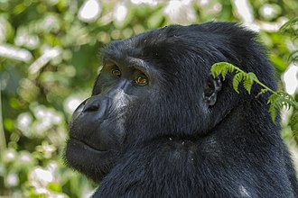 Mountain gorilla (Gorilla beringei beringei) 06.jpg