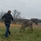 Sheriff's deputies respond to an incident of a zebra biting a man on March 13, 2023, at a farm in Circleville, Ohio.