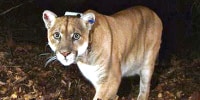 This Nov. 2014, file photo provided by the U.S. National Park Service shows a mountain lion known as P-22, photographed in the Griffith Park area near downtown Los Angeles. Tribal leaders, scientists and conservation advocates buried Southern California's most famous mountain lion Saturday in the mountains where the big cat once roamed.