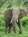 Elephant near ndutu.jpg