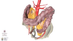 Consider whether the continuous band of membranous tissue around humans' intestines should be deemed an organ