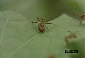 Follow the trails of leafcutter ants stripping rainforest foliage to cultivate fungus-based food in their nest