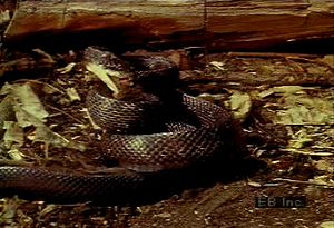 Learn how the predatory pilot black snake strikes, suffocates, and consumes whole its rodent prey