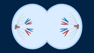 Divide into four phases the reproduction process of chromosomes in plant and animal cells