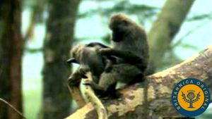 Observe a baboon troop descend from treetops to rove, play, and forage in the Tanzanian landscape