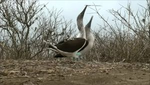 Study the unique evolution of species adaptions and biological diversity in the Galapagos Islands