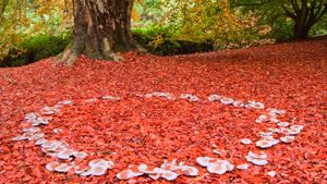 Investigate how the growth pattern of a mushroom spore's hyphae creates a fairy ring