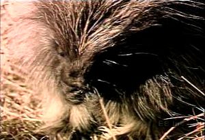 Observe a quill-bearing North American rodent ambling and eating in its natural habitat