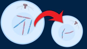 Observe the meiotic reproduction of a diploid cell into four haploid gametes