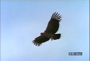 Spot the Andean condor soaring among the Andes mountaintops and note its impressive wingspan