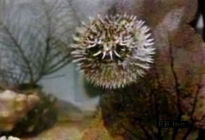 Learn about and witness the blowfish's puffing defensive behaviour