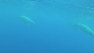 Behold a true beaked whale mother and calf near the Azores and Canary Islands