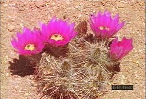 Learn how annual flowers survive harsh desert conditions and how cacti provide sustenance for wildlife