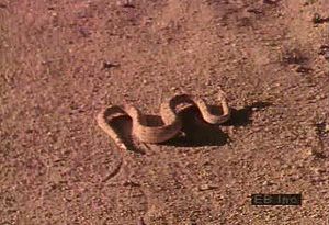 Watch a banded sand snake seem to swim under sand and a sidewinder snake sidewinding across the desert floor