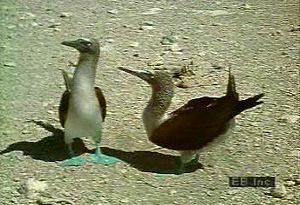 Observe flocks of masked, red-footed, and blue-footed booby species common to the Galápagos coasts