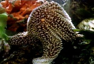 watch a starfish's tube feet pry open a mussel's shell and extrude its stomach onto the mussel