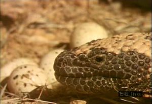 Watch a Gila monster raid a nest for eggs