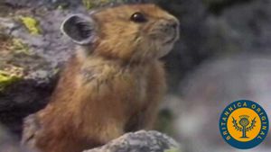 Examine the preparation measures taken by foraging pikas and hibernating ground squirrels