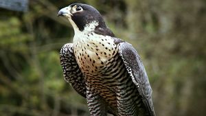 Examine how Falco peregrinus uses controlled falls and outstretched talons to prey on pigeons and ducks