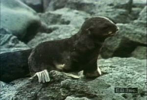 Examine the relationship between Northern fur seal cows and their pups and see how pups learn to swim