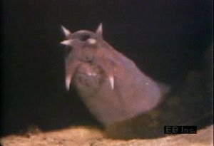 Observe the hagfish's horny teeth and scaleless exterior covering a cartilaginous skeleton