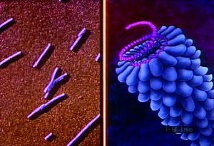 Dissect the anatomy of icosahedral, rod-shaped, and bacteriophage virus structures in electron micrographs