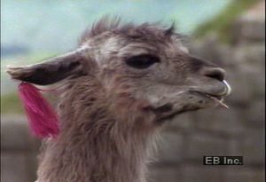 Examine how llamas serve as pack animals and wool sources in highlands of Bolivia, Chile, and Peru