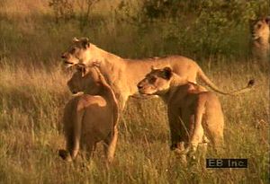 Observe a predatory lion pride in a typical day of grooming, playing, hunting and eating prey, and sleeping