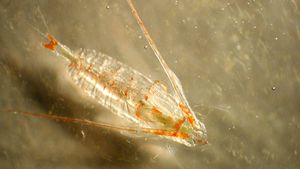 Discover the copepod's place in the marine food chain and how it develops from a larva into an adult