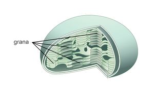 Explore the anatomy of a plant's mesophyll to understand how chlorophyll generates a green appearance