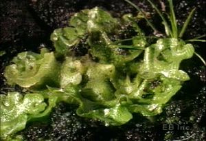 Study spore-producing liverworts and their anatomic features such as gametes, thalli, and rhizoids