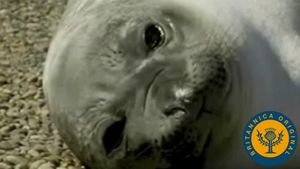 View elephant seals on Argentina's southern coast and Magellan penguins on the country's Valdes Peninsula