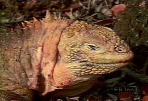 Observe a land iguana, its burrow, and its herbivorous diet of cactus flowers, roots, and stems