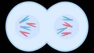 Walk through the process of mitotic cell division to understand the foundation of growth