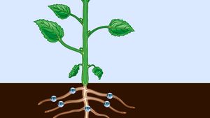 Phloem and xylem: Difference in a plant's vascular system, explained