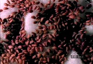 Watch cress seeds absorb water to catalyze the metabolic activity involved in germination