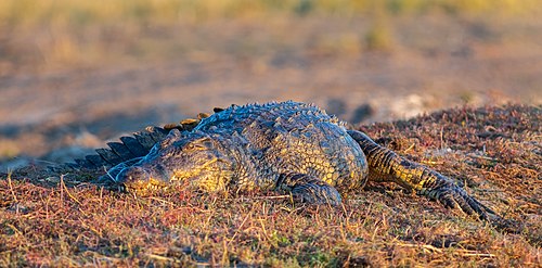 Нильский крокодил (Crocodylus niloticus) в национальном парке Чобе в Ботсване.