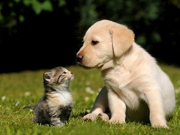 Cute kitten and puppy (labrador) outdoors in the grass. Two different mammals. Furry mammals have three kinds of hair: guard hairs, whiskers and soft underhairs. cat and dog, animal friends, funny young pets